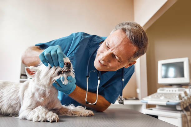 Best Emergency Dental Services for Seniors in Channel Lake, IL